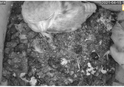 Blog: Owl Box LIVE - Barn owl courtship and nesting behaviour