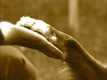 skye hand en pootje.jpg