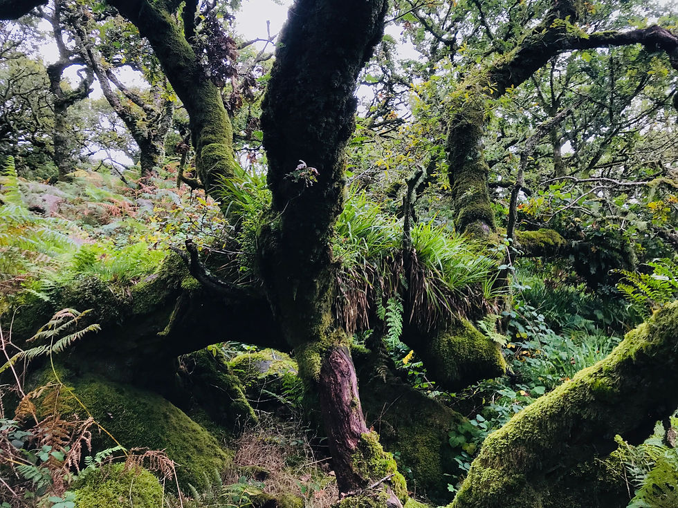Wistman's Wood (image: Guy Shrubsole)