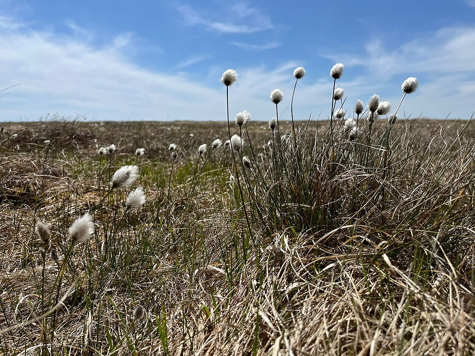Bringing Dartmoor Back To Life - Community Workshops
