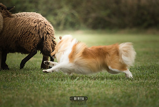 21.09.2016-SHEEPDOG-7525.jpg