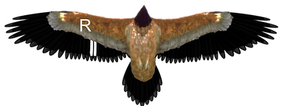 Clapas.png