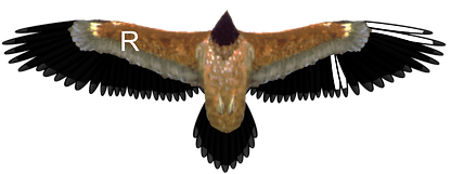 Simay.png