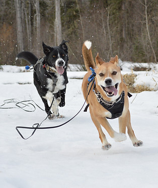 happy-dogs-grande-prairie-alberta-dogwalker-custom-comfort-gp.JPG