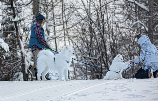 custom comfort-dog-walker-grande prairie-alberta