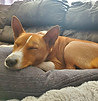 stressfree-dog-basenji-grande-prairie-alberta-dog-sitter-gp-pet-pros