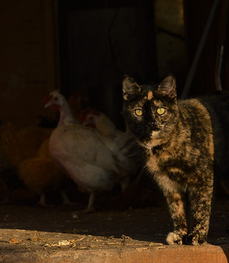 cat-chickens-farmsitting-grande-prairie-alberta-custom-comfort.JPG
