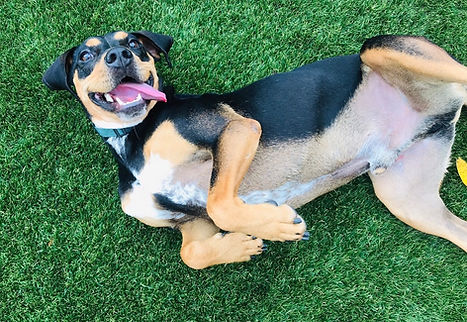 LINE_ALBUM_Dasher Adoption Photos_241004_23.jpg