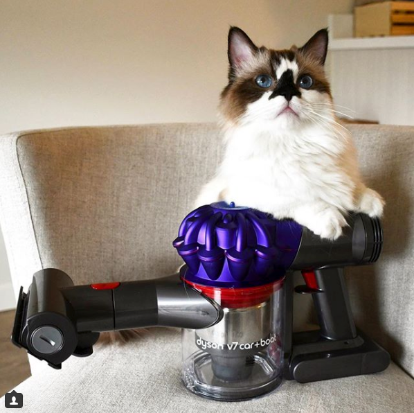 @albertbabycat Petfluencer