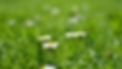 Weed Commander Branding (1).png