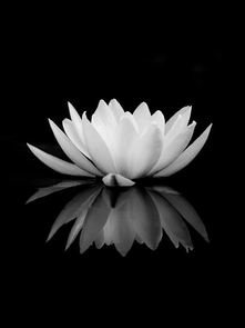 Stepping Into the Light: The Leadership Journey from Protection to Impact