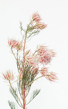 haute-stock-photography-subscription-spr