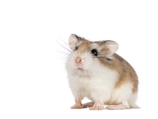hamsteri