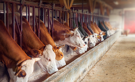 Dairy Farm