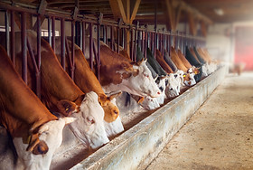 Dairy Farm