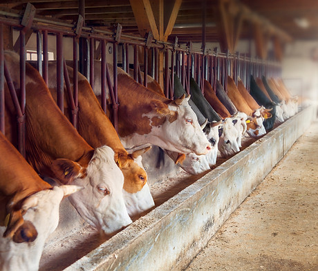 Dairy Farm