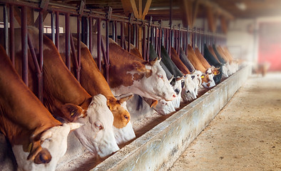 Dairy Farm
