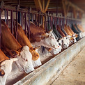 Cows In Feeding Barn