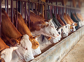 Cows In Feeding Barn