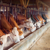 Livestock