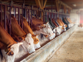 Dairy Farm