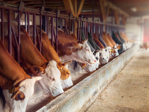 Case Study: Digital Transformation & Revenue Expansion for a UK-Based Organic Dairy Farm