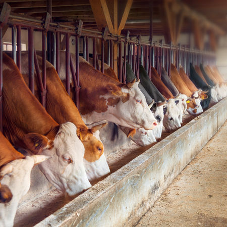 Pro Tips for Livestock Health, Welfare, Care, and Wellness