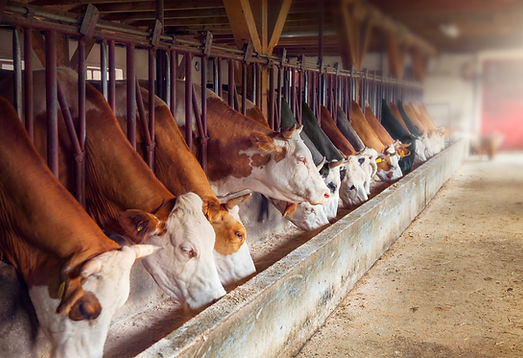 Cows In Feeding Barn