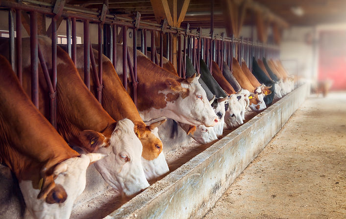 Ferme laitière