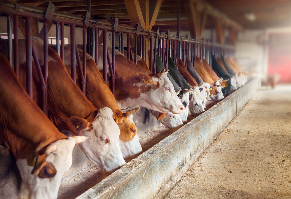 Cows In Feeding Barn