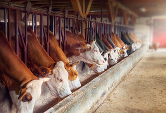 Dairy Farm