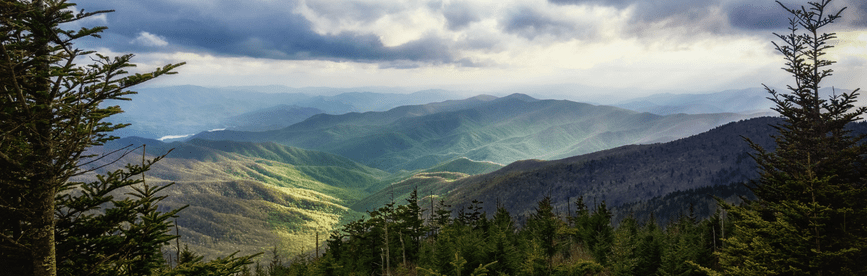 Greenery in Great Smoky Mountains National Park, representing Tennessee CPA CPE requirements