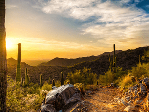 A cactus in rural Arizona, representing Arizona CPA CPE requirements