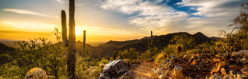 A cactus in rural Arizona, representing Arizona CPA CPE requirements