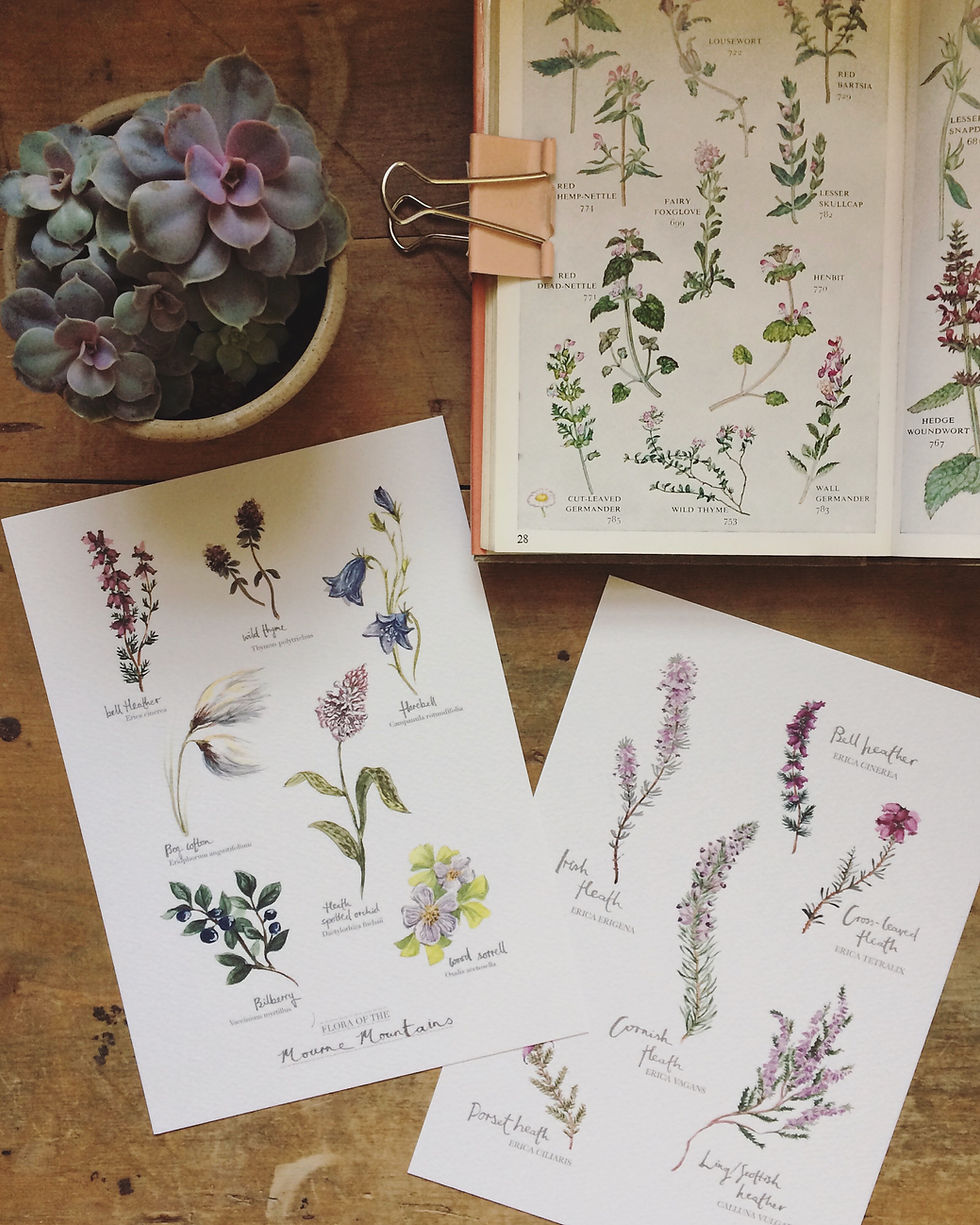 Thumbnail: "Flora of the Mournes" Botanical Illustrated Art Print