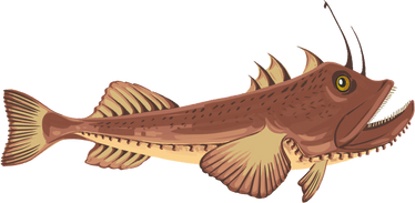 Monkfish Illustrations
