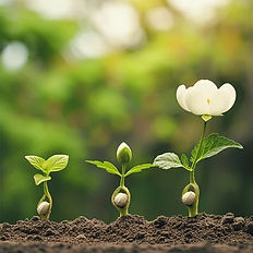 Three stages of a flower blooming from the ground. The seed sits in the middle of the stem