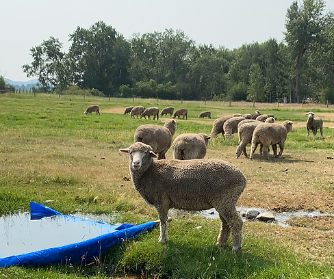 Ewes 2.png