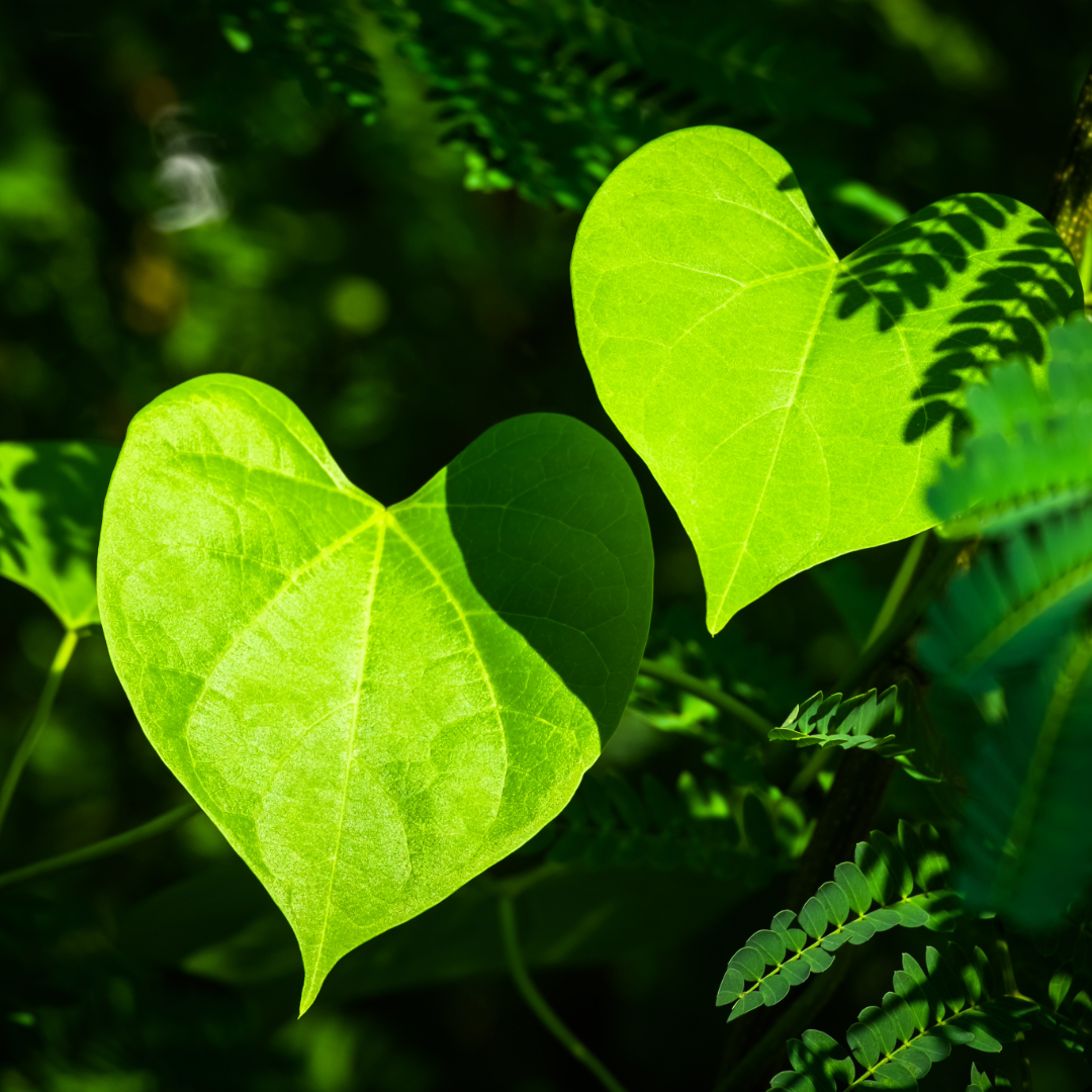 Two heart shaped leaves bask in the sunlight