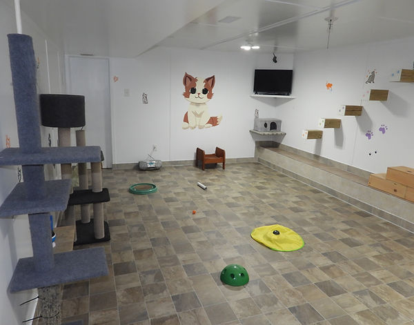 Cat Playroom 5.JPG