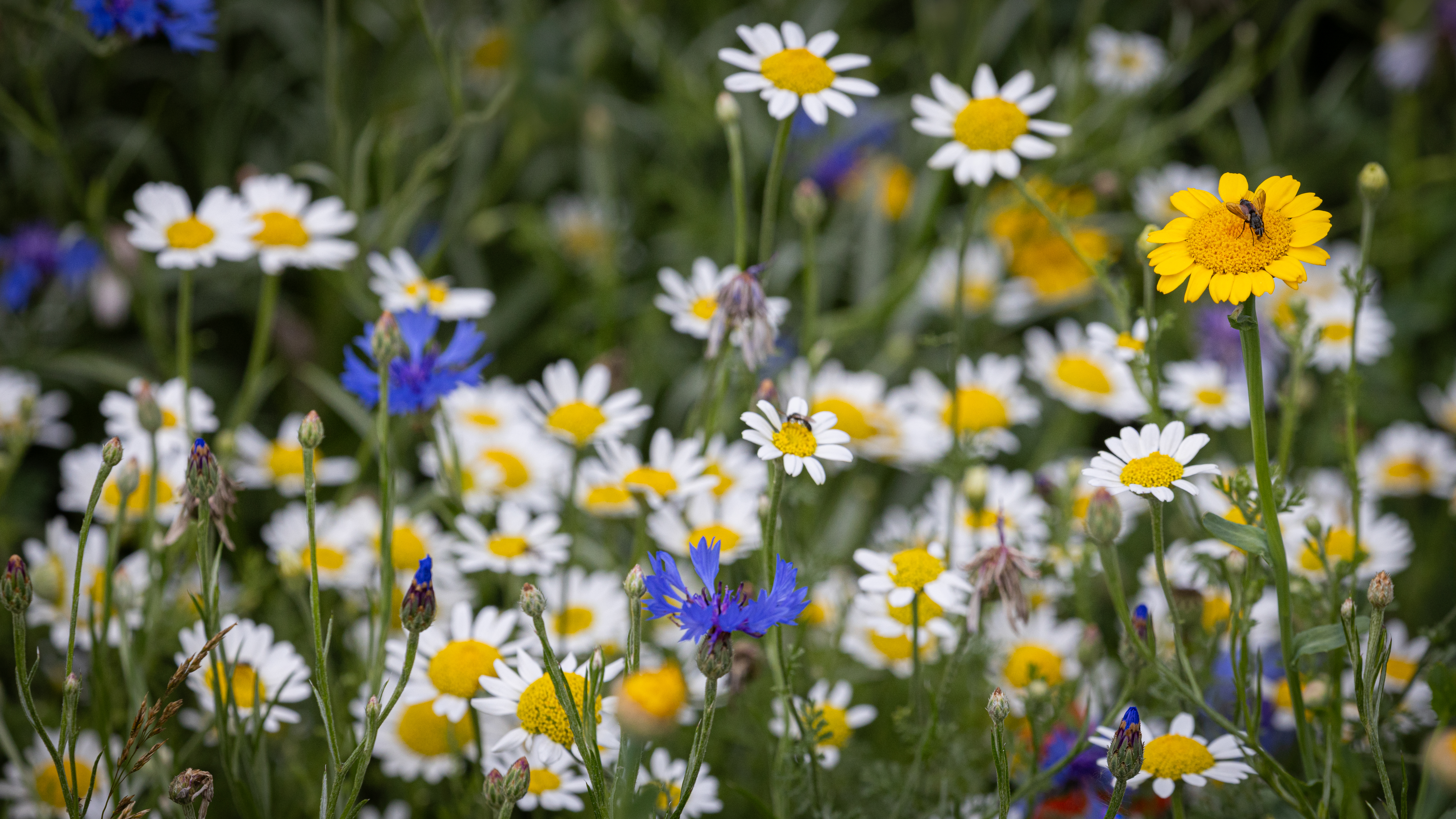 Wildflower Selection-5.jpg