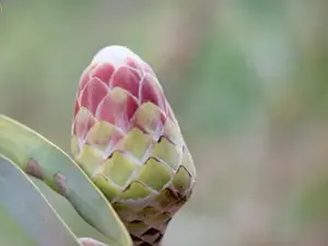 Protea Caffra | A Waterberg Survivor With Ancient Roots