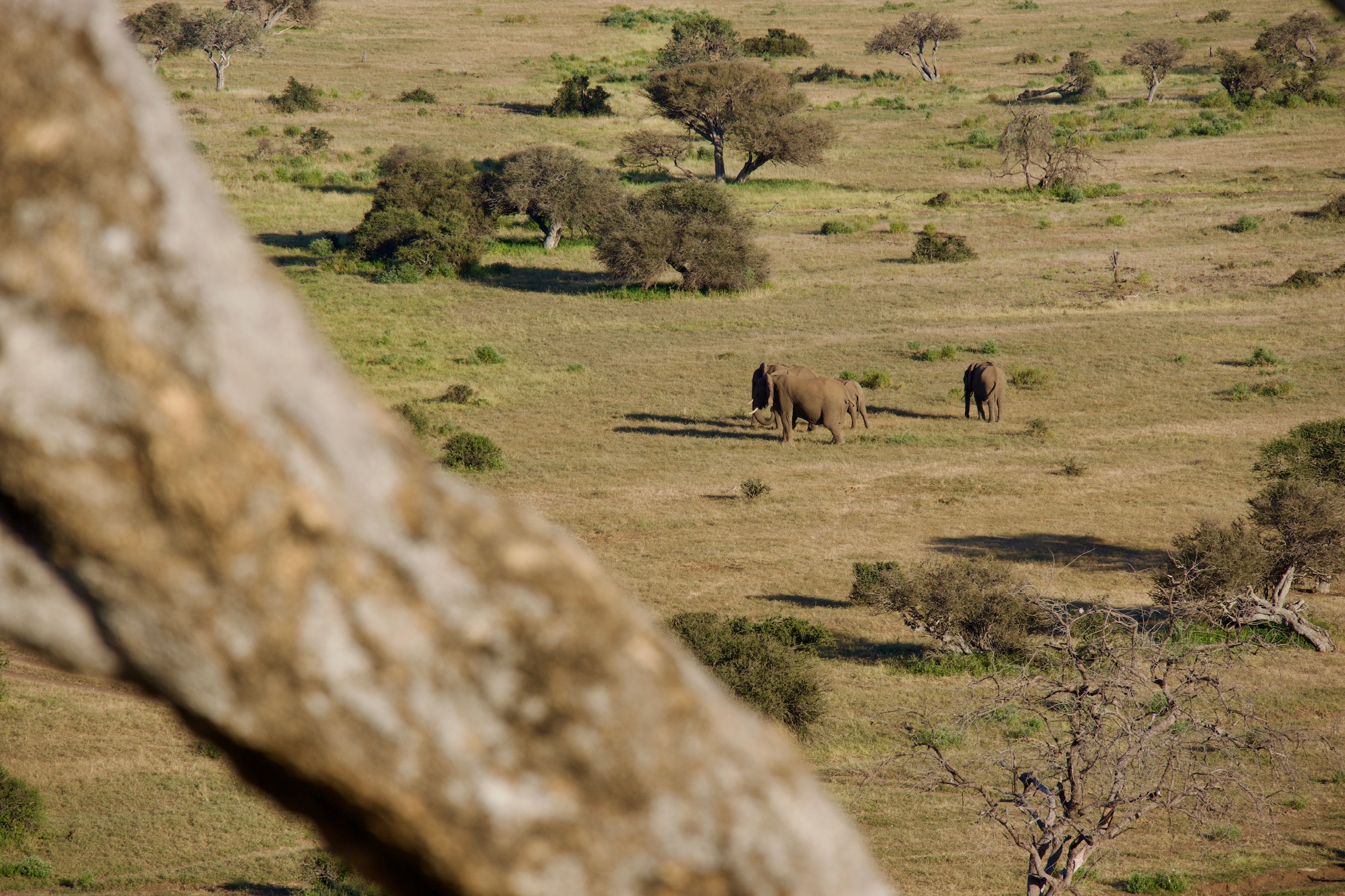walking safaris Kruger Park