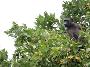 A Beginner’s Guide to Walking Safaris | In South Africa