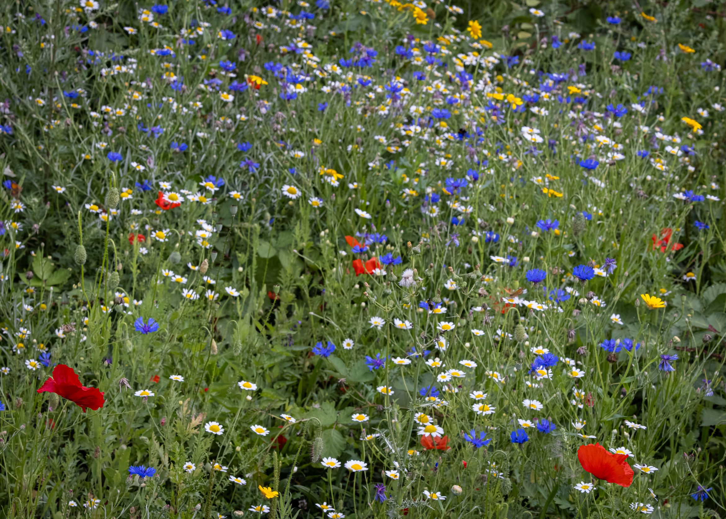 Wildflower Selection for A4-3.jpg