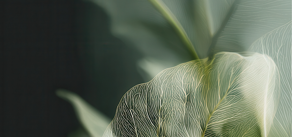 header seance de reiki.png