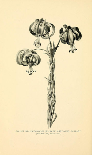 IMG_0854.JPG public domain media from biodiversity heritage library