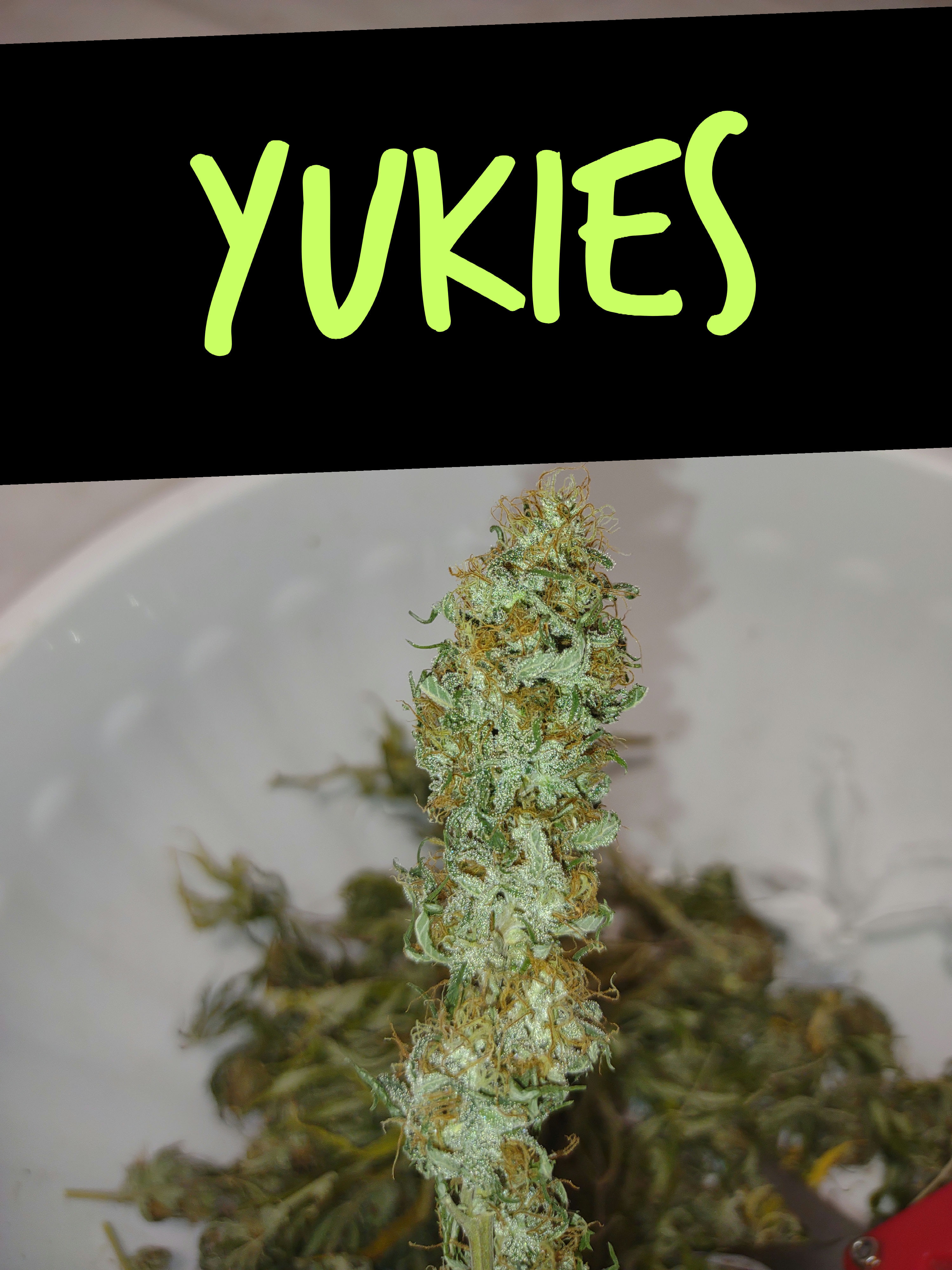 Yukies 3 pk