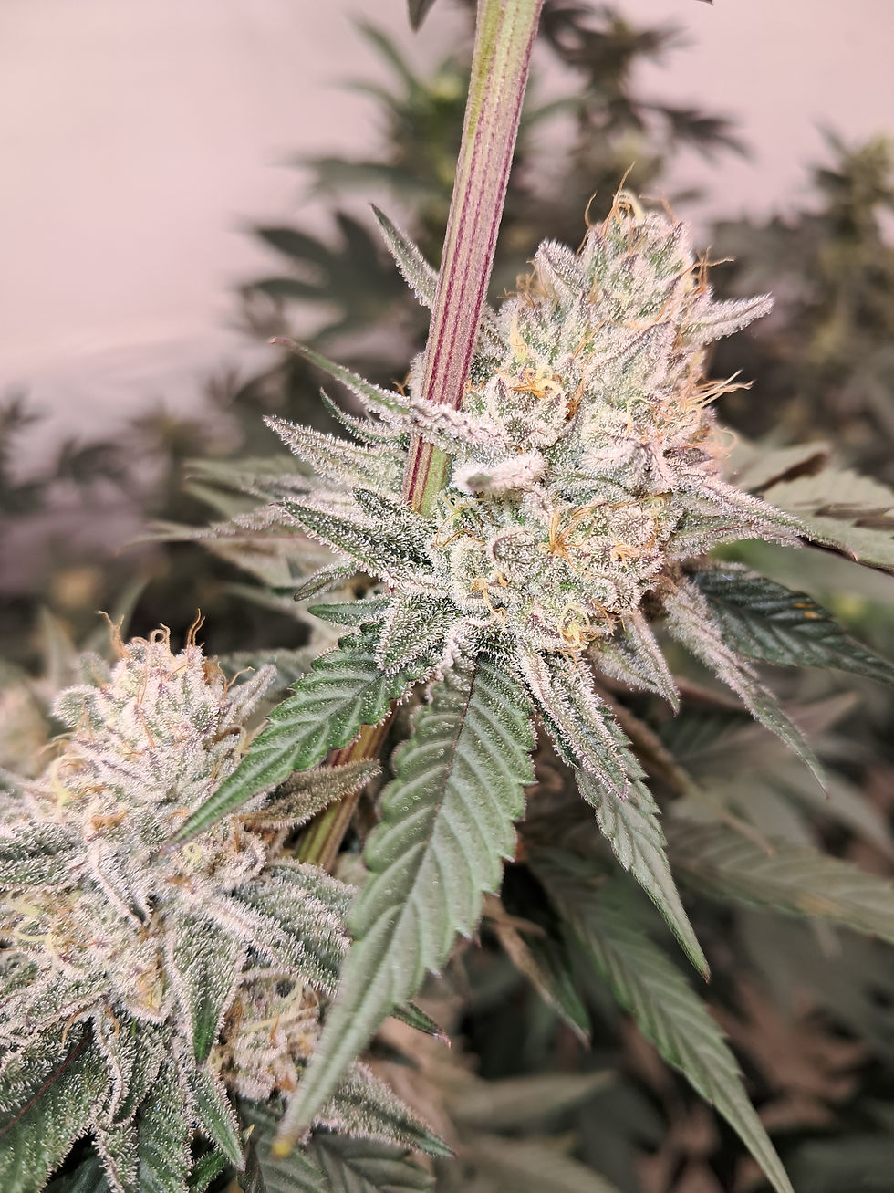 Thumbnail: Triangle mintz (clone only)