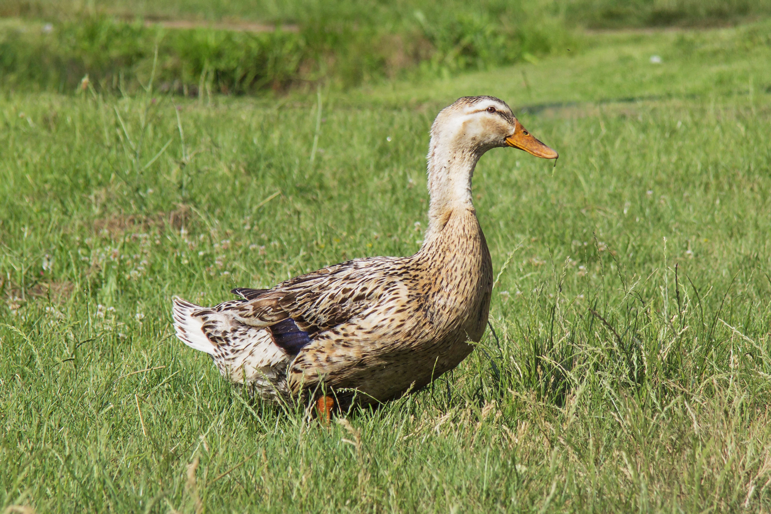 Silver Appleyard Duckling